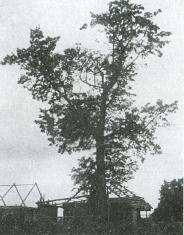 Иллюстрация к книге — Лесные солдаты. Партизанская война на Северо-Западе СССР. 1941-1944 [i_013.jpg]