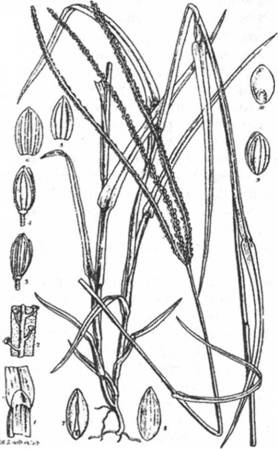 Иллюстрация к книге — Мистерия Сириуса [i_001.jpg]