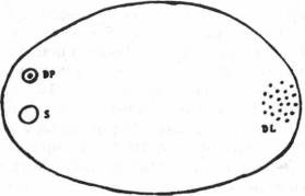 Иллюстрация к книге — Мистерия Сириуса [i_084.jpg]