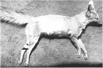 Иллюстрация к книге — Мистерия Сириуса [i_097.jpg]