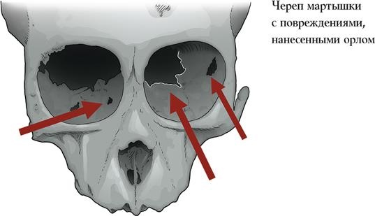 Иллюстрация к книге — Байки из грота. 50 историй из жизни древних людей [i_003.jpg]