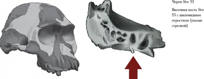 Иллюстрация к книге — Байки из грота. 50 историй из жизни древних людей [i_009.jpg]