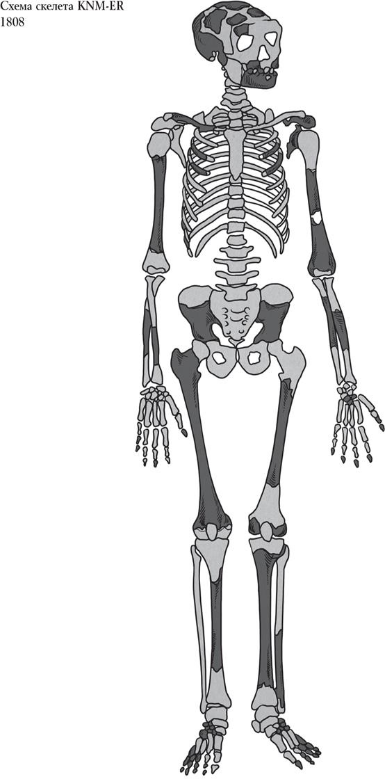 Иллюстрация к книге — Байки из грота. 50 историй из жизни древних людей [i_019.jpg]