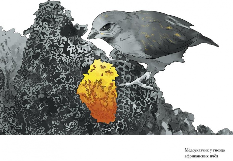 Иллюстрация к книге — Байки из грота. 50 историй из жизни древних людей [i_021.jpg]