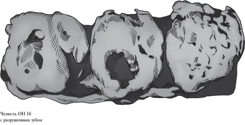 Иллюстрация к книге — Байки из грота. 50 историй из жизни древних людей [i_022.jpg]