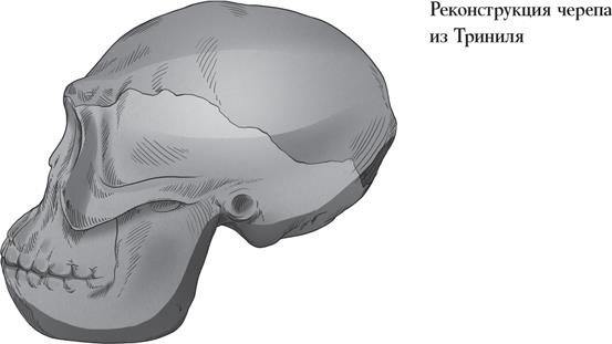 Иллюстрация к книге — Байки из грота. 50 историй из жизни древних людей [i_024.jpg]