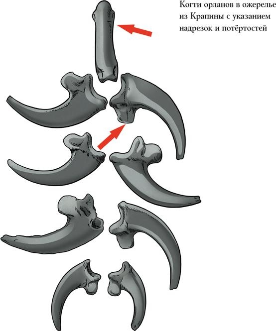 Иллюстрация к книге — Байки из грота. 50 историй из жизни древних людей [i_035.jpg]