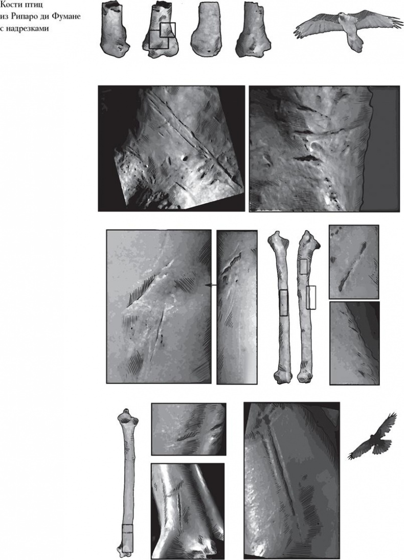 Иллюстрация к книге — Байки из грота. 50 историй из жизни древних людей [i_036.jpg]