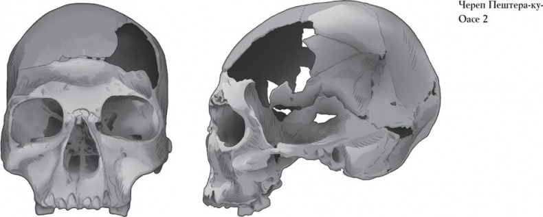 Иллюстрация к книге — Байки из грота. 50 историй из жизни древних людей [i_060.jpg]