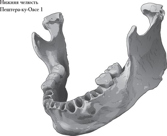 Иллюстрация к книге — Байки из грота. 50 историй из жизни древних людей [i_061.jpg]