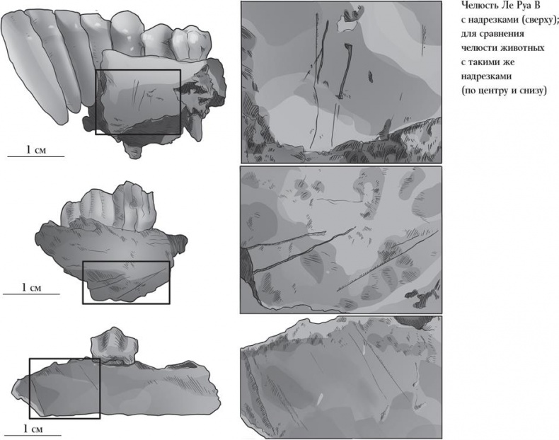 Иллюстрация к книге — Байки из грота. 50 историй из жизни древних людей [i_066.jpg]