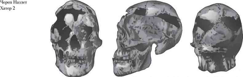 Иллюстрация к книге — Байки из грота. 50 историй из жизни древних людей [i_078.jpg]