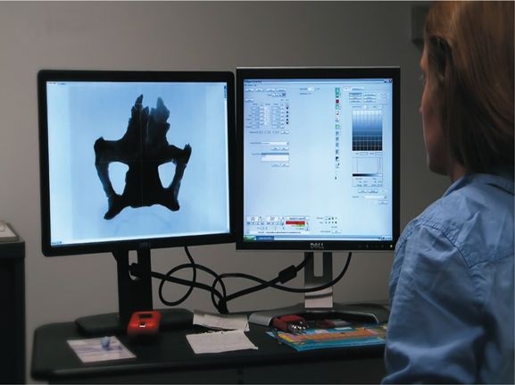 Иллюстрация к книге — Динозавры. 150 000 000 лет господства на Земле [i_008.jpg]