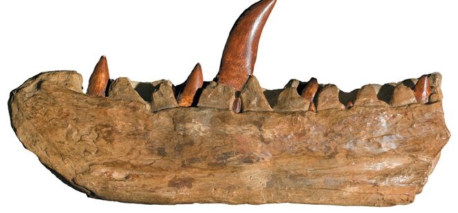 Иллюстрация к книге — Динозавры. 150 000 000 лет господства на Земле [i_012.jpg]