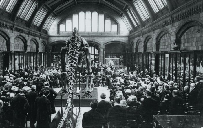 Иллюстрация к книге — Динозавры. 150 000 000 лет господства на Земле [i_013.jpg]