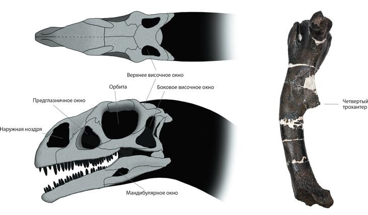 Иллюстрация к книге — Динозавры. 150 000 000 лет господства на Земле [i_027.jpg]