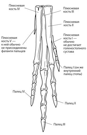 Иллюстрация к книге — Динозавры. 150 000 000 лет господства на Земле [i_037.jpg]