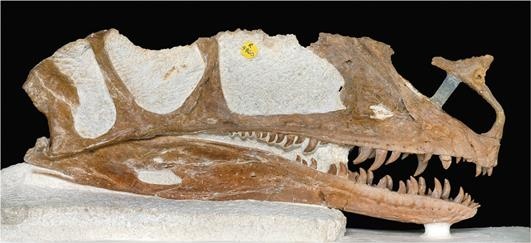 Иллюстрация к книге — Динозавры. 150 000 000 лет господства на Земле [i_047.jpg]