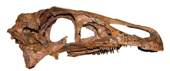 Иллюстрация к книге — Динозавры. 150 000 000 лет господства на Земле [i_052.jpg]