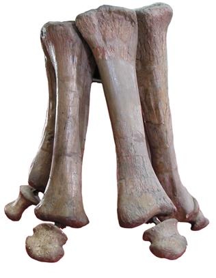 Иллюстрация к книге — Динозавры. 150 000 000 лет господства на Земле [i_058.jpg]