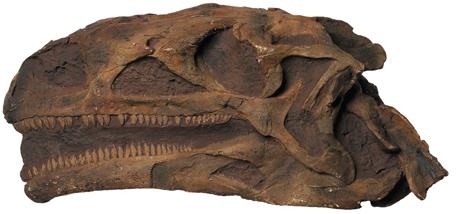 Иллюстрация к книге — Динозавры. 150 000 000 лет господства на Земле [i_059.jpg]