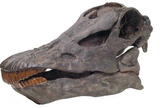 Иллюстрация к книге — Динозавры. 150 000 000 лет господства на Земле [i_063.jpg]