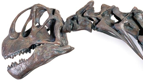 Иллюстрация к книге — Динозавры. 150 000 000 лет господства на Земле [i_064.jpg]