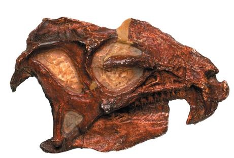 Иллюстрация к книге — Динозавры. 150 000 000 лет господства на Земле [i_067.jpg]