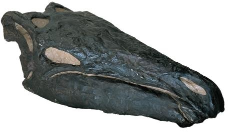 Иллюстрация к книге — Динозавры. 150 000 000 лет господства на Земле [i_072.jpg]