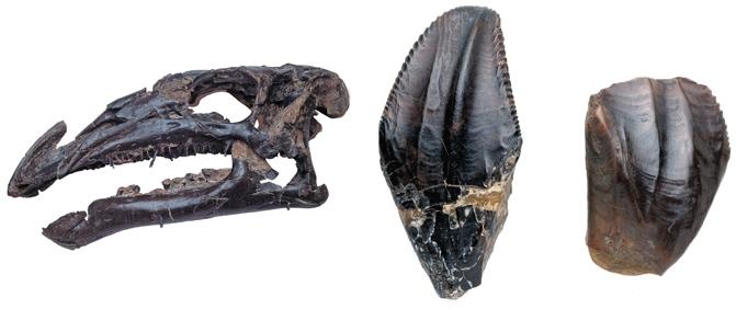 Иллюстрация к книге — Динозавры. 150 000 000 лет господства на Земле [i_074.jpg]