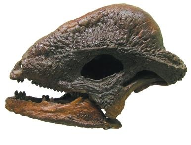 Иллюстрация к книге — Динозавры. 150 000 000 лет господства на Земле [i_076.jpg]