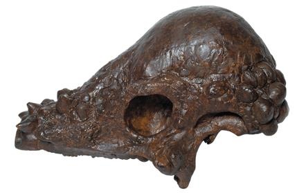 Иллюстрация к книге — Динозавры. 150 000 000 лет господства на Земле [i_077.jpg]