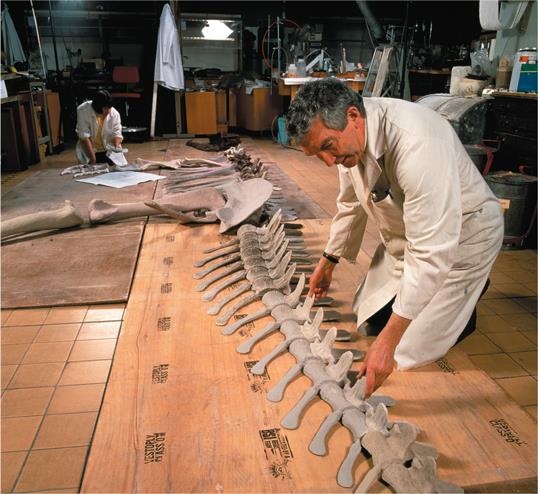 Иллюстрация к книге — Динозавры. 150 000 000 лет господства на Земле [i_080.jpg]