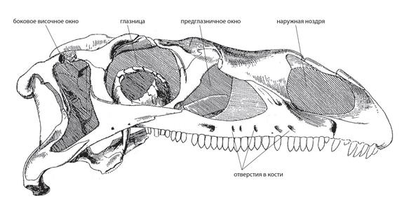 Иллюстрация к книге — Динозавры. 150 000 000 лет господства на Земле [i_082.jpg]