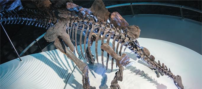 Иллюстрация к книге — Динозавры. 150 000 000 лет господства на Земле [i_083.jpg]