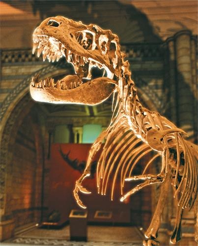 Иллюстрация к книге — Динозавры. 150 000 000 лет господства на Земле [i_086.jpg]