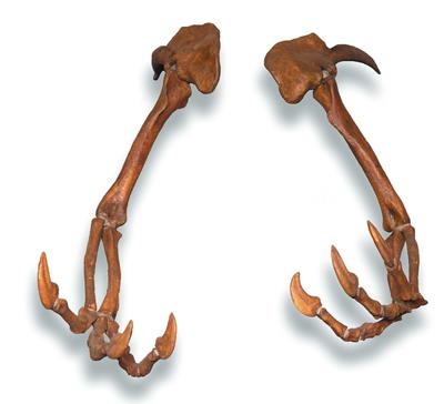 Иллюстрация к книге — Динозавры. 150 000 000 лет господства на Земле [i_087.jpg]