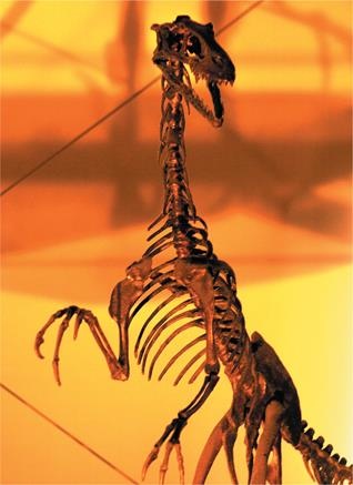 Иллюстрация к книге — Динозавры. 150 000 000 лет господства на Земле [i_088.jpg]