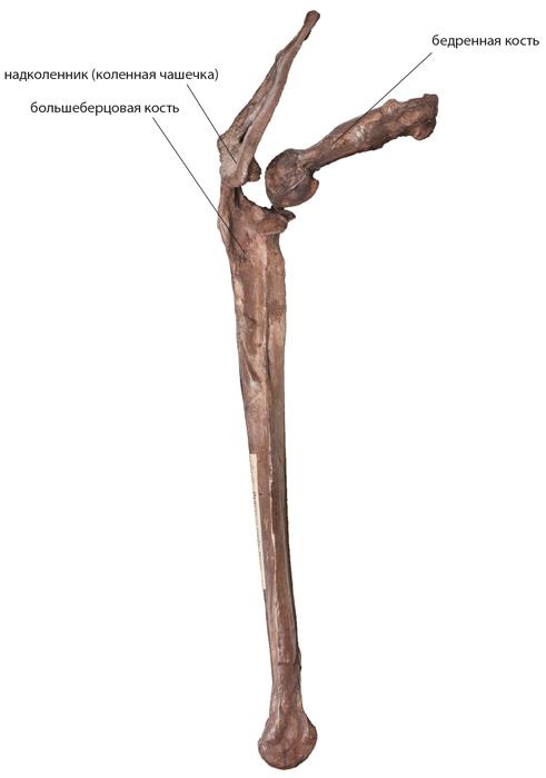 Иллюстрация к книге — Динозавры. 150 000 000 лет господства на Земле [i_090.jpg]