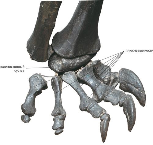 Иллюстрация к книге — Динозавры. 150 000 000 лет господства на Земле [i_092.jpg]