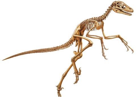 Иллюстрация к книге — Динозавры. 150 000 000 лет господства на Земле [i_094.jpg]