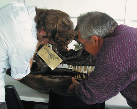 Иллюстрация к книге — Динозавры. 150 000 000 лет господства на Земле [i_095.jpg]