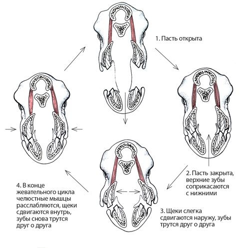 Иллюстрация к книге — Динозавры. 150 000 000 лет господства на Земле [i_096.jpg]
