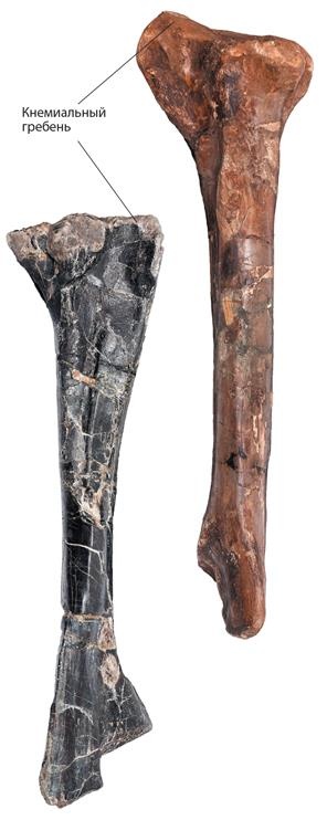 Иллюстрация к книге — Динозавры. 150 000 000 лет господства на Земле [i_105.jpg]