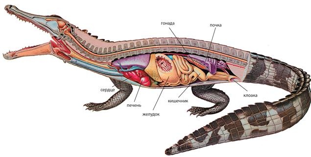 Иллюстрация к книге — Динозавры. 150 000 000 лет господства на Земле [i_113.jpg]