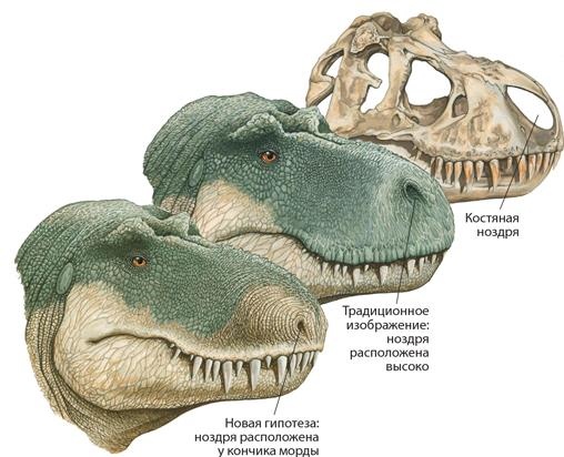 Иллюстрация к книге — Динозавры. 150 000 000 лет господства на Земле [i_117.jpg]