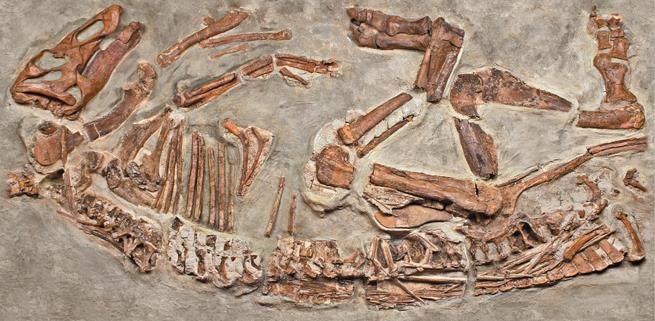 Иллюстрация к книге — Динозавры. 150 000 000 лет господства на Земле [i_119.jpg]