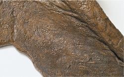 Иллюстрация к книге — Динозавры. 150 000 000 лет господства на Земле [i_120.jpg]