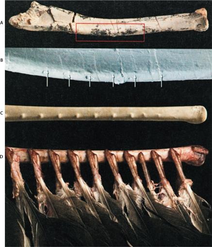 Иллюстрация к книге — Динозавры. 150 000 000 лет господства на Земле [i_122.jpg]