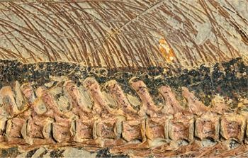 Иллюстрация к книге — Динозавры. 150 000 000 лет господства на Земле [i_124.jpg]